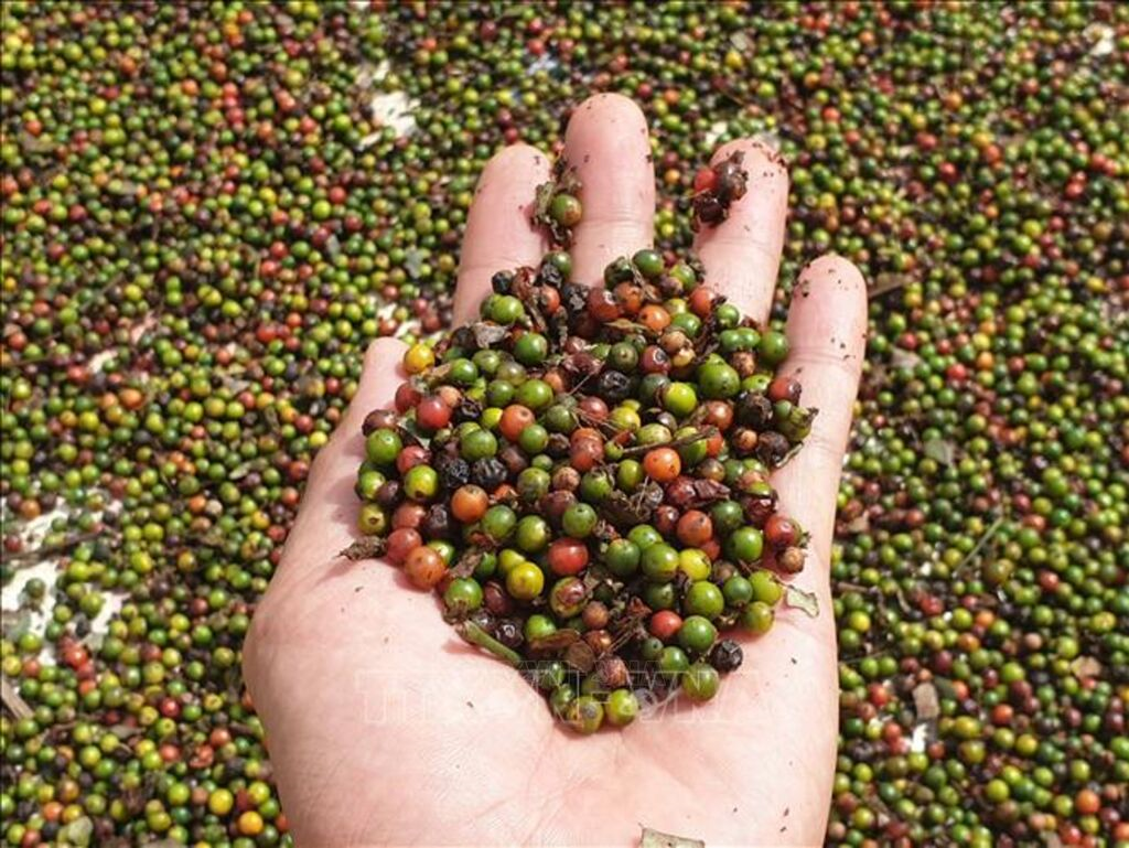 Bản tin nông sản hôm nay (2-9): Giá hồ tiêu duy trì ổn định
